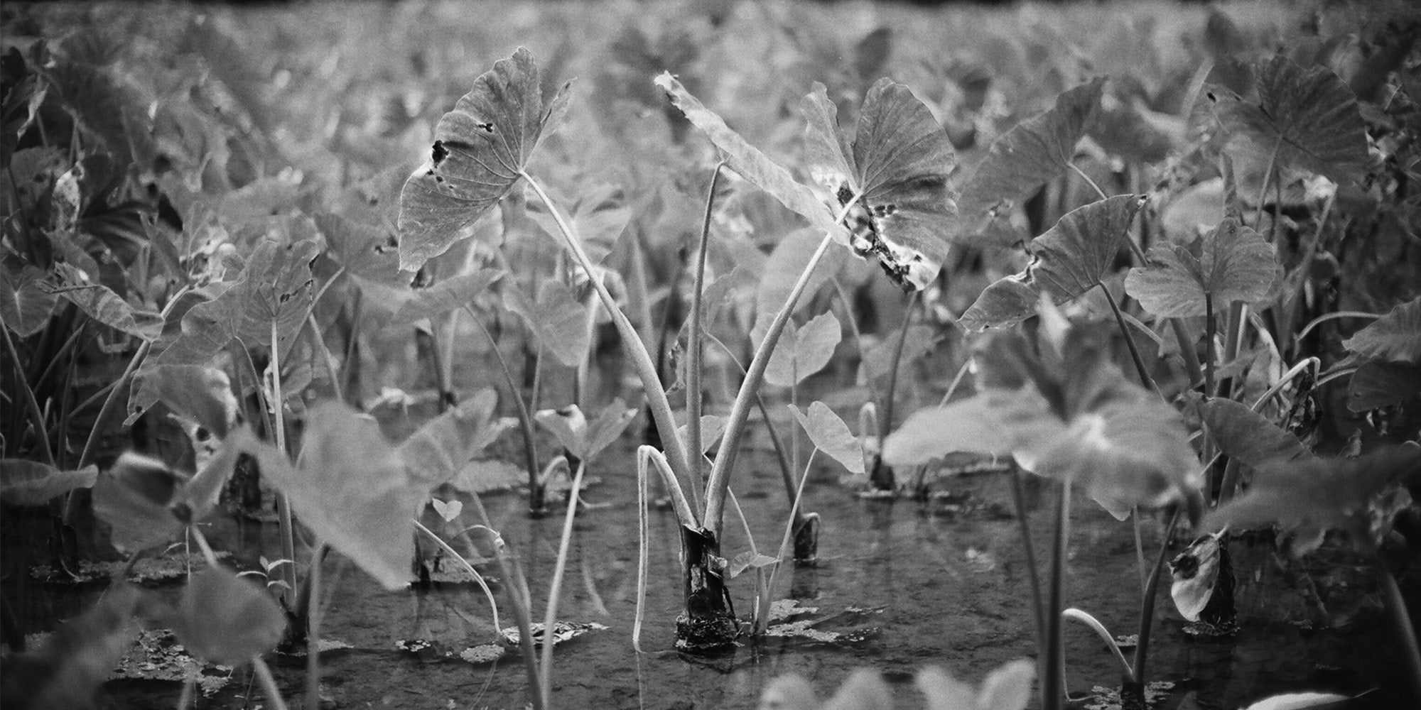 Sig Zane シグ・ゼーン